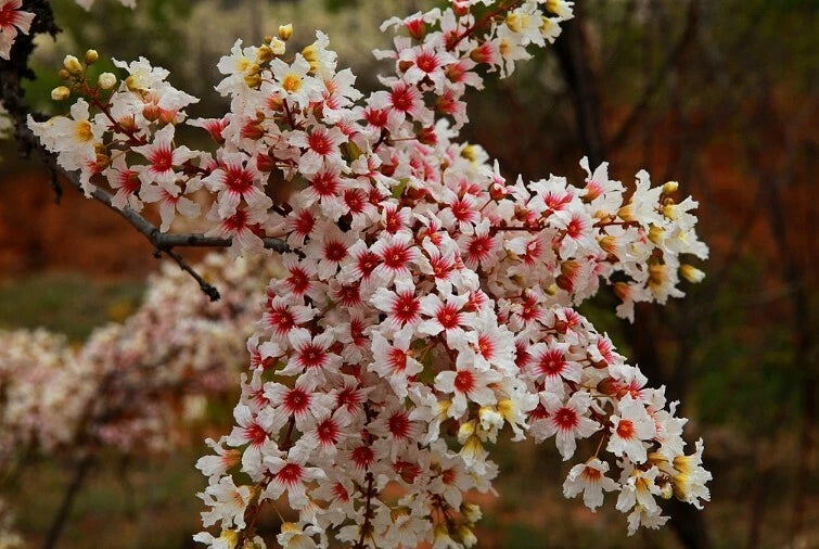 Xanthoceras Sorbifolium – Hardy Yellowhorn Shrub Tree Seeds