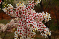 Xanthoceras Sorbifolium – Hardy Yellowhorn Shrub Tree Seeds