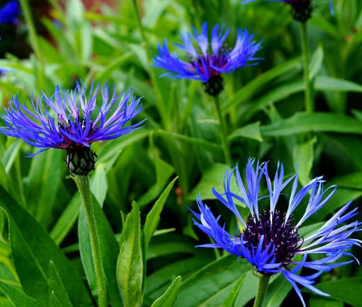 Centaurea Montana – Mountain Bluet Perennial Flower Seeds