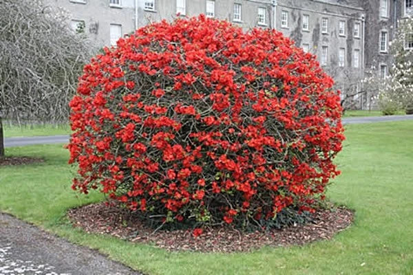 Chaenomeles Japonica Seeds Cold Hardy Bonsai Red Japanese Quince Shrub Category eg, Flower Seeds