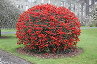 Chaenomeles Japonica Seeds Cold Hardy Bonsai Red Japanese Quince Shrub Category eg, Flower Seeds