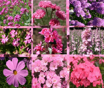 Wildflower Mix Pink – Seasonal Garden Flower Seeds