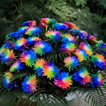 Rare Multicolors Rainbow – Colorful, Garden Flower Seeds for Planting