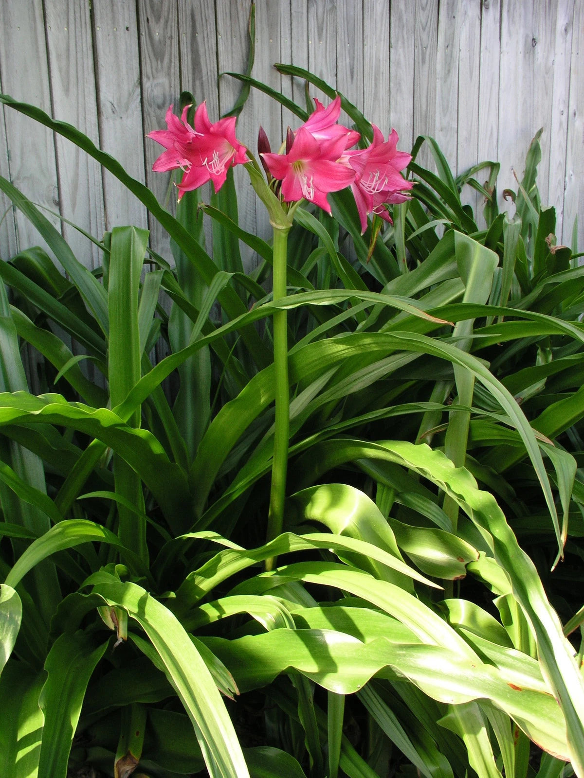 Crinum Lily Ellen – Garden Flower Seeds
