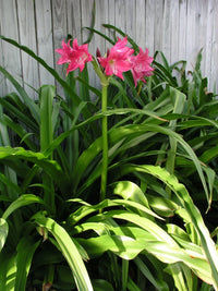 Crinum Lily Ellen – Garden Flower Seeds