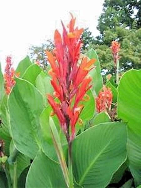 Canna Coccinea – Vibrant Garden Flower Seeds