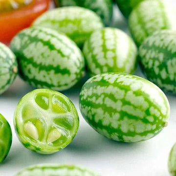 Cucamelon Mousemelon Seeds – Garden Fruit Seeds for Planting
