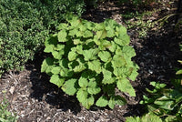 Patchouli Pogostemon Cablin – Fragrant Perennial Herb Seeds