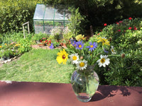 Daisy Seed Mix – Colorful Pastel Garden Flower Seeds