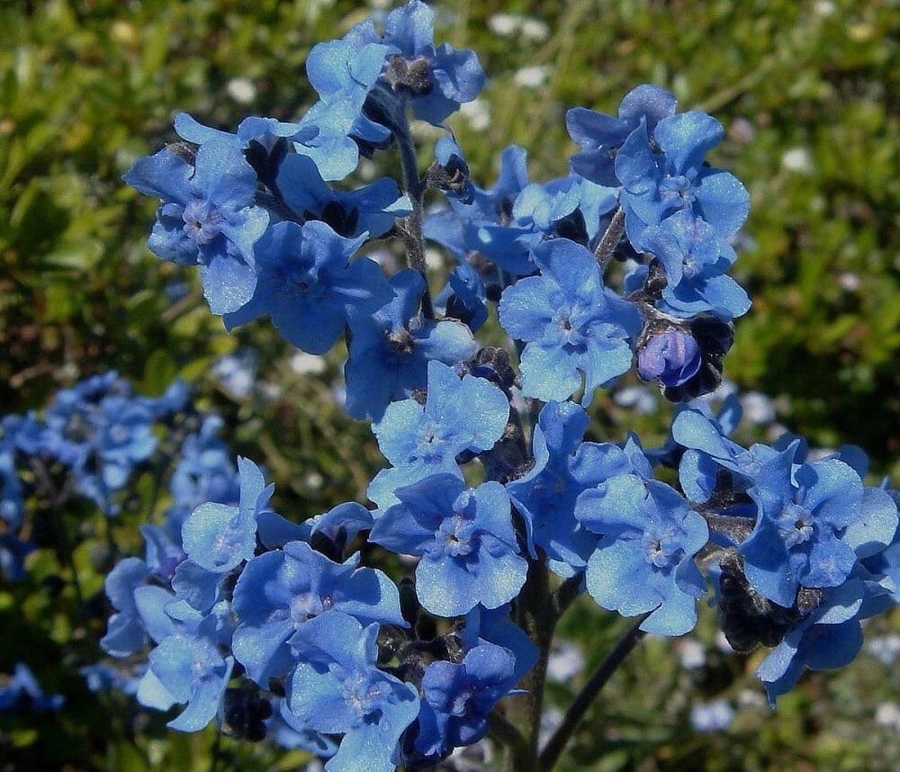 Cynoglossum Amabile Seeds Chinese Forget Me Nots Blue Showers Hounds Tongue Category eg, Flower Seeds
