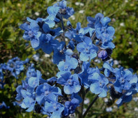 Cynoglossum Amabile Seeds Chinese Forget Me Nots Blue Showers Hounds Tongue Category eg, Flower Seeds
