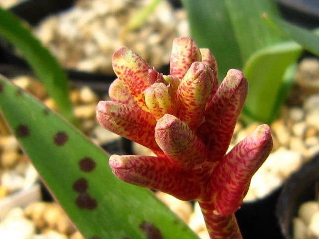 Lachenalia Rubida – South African Bulbous Flower Seeds