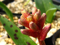 Lachenalia Rubida – South African Bulbous Flower Seeds