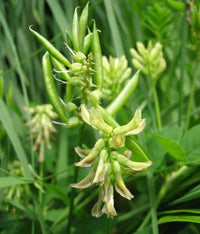 Milkvetch Astragalus Membranaceus – Perennial Flowering Herb Seeds