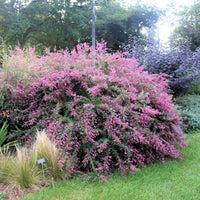 Lespedeza Bicolor – Hardy Bush Clover Shrub Flower Seeds