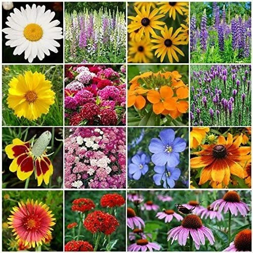 Wild Flower Mix Seed Packet - Open-Pollinated Bulk Flower Seed Mix for Beautiful