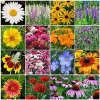 Wild Flower Mix Seed Packet - Open-Pollinated Bulk Flower Seed Mix for Beautiful