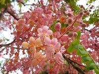 Cassia Grandis Tropical Coral Shower Tree Seeds