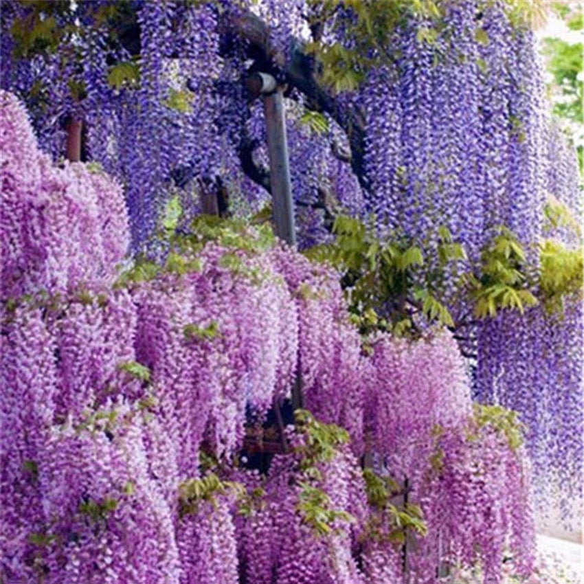 Seeds Chinese Wisteria Beautiful Perennial Home Garden High Quality - Flower Seeds