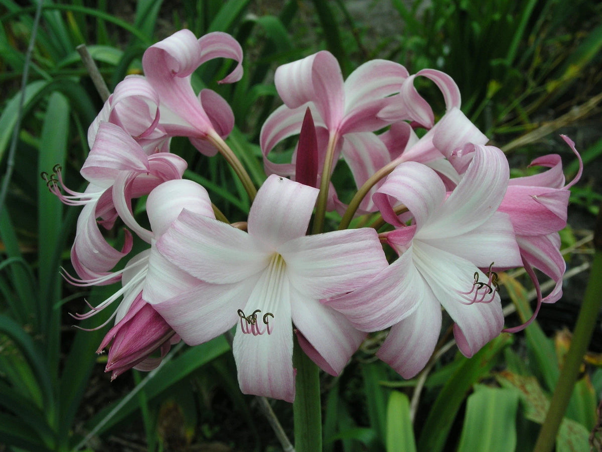 Crinum Lily Peachblow Improved Jumbo Blooming-size Bulb - Very -