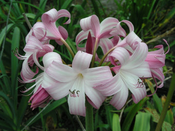Crinum Lily Peachblow Improved Jumbo Blooming-size Bulb - Very -