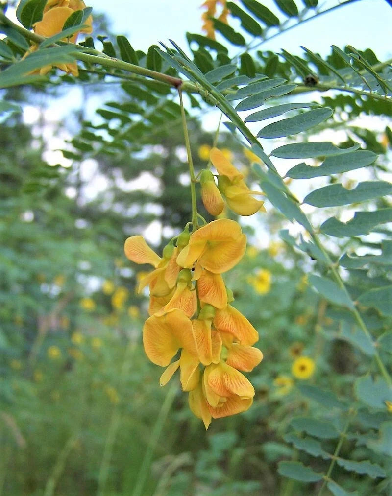 Sesbania Bispinosa Edible Multi-Purpose Shrub Seeds