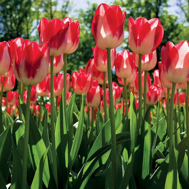 Mix Tulip – Colorful, Mixed, Garden Flower Seeds