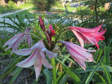Crinum Lily Lorraine Clark Jumbo Flowering Bulb Seeds