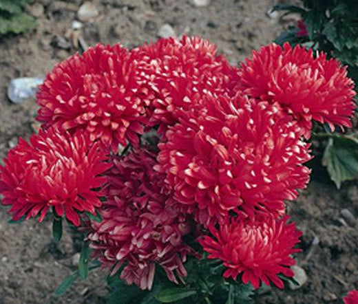 Aster Milady Scarlet Red Dwarf Callistephus Chinensis – Colorful Garden Flower Seeds