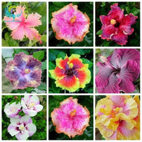 Pink Hibiscus Rosa-Sinensis Fragrant Large Bloom Flower Seeds