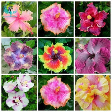 Pink Hibiscus Rosa-Sinensis Fragrant Large Bloom Flower Seeds