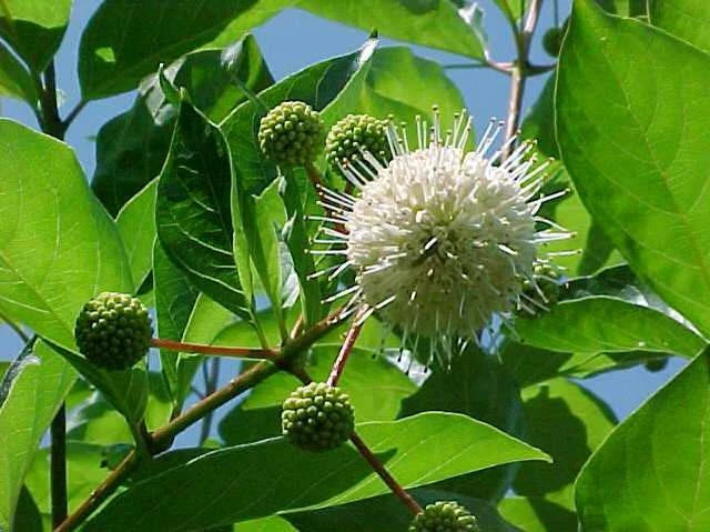Common Buttonbush Cephalanthus Occidentalis – Flowering Shrub Garden Seeds