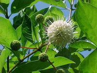 Common Buttonbush Cephalanthus Occidentalis – Flowering Shrub Garden Seeds