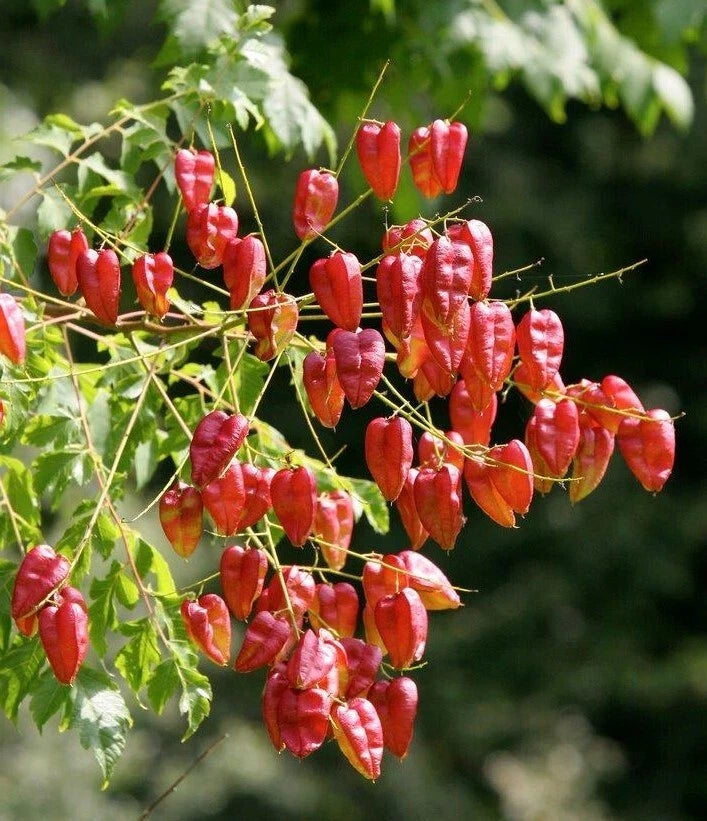 Koelreuteria Paniculata – Golden Rain Ornamental Tree Seeds