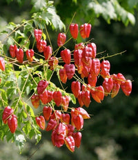 Koelreuteria Paniculata – Golden Rain Ornamental Tree Seeds