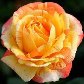 Seeds Orange White – Perennial Flower Seeds for Planting