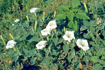 Jimson Weed Datura Stramonium Ornamental Flower Seeds