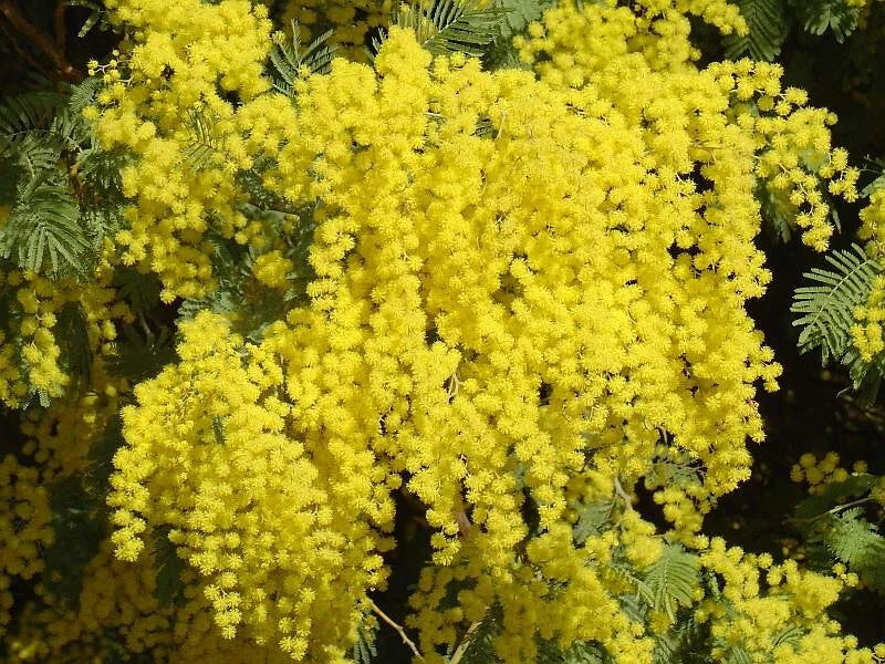 Acacia Dealbata Silver Wattle Fragrant Tree Seeds