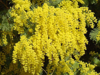 Acacia Dealbata Silver Wattle Fragrant Tree Seeds