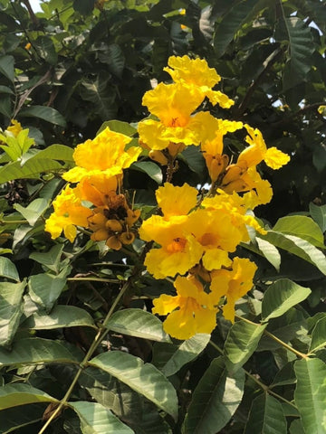 Markhamia Lutea Seeds Flower Seeds for your garden