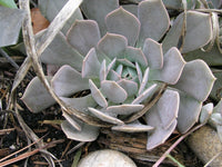Echeveria Runyonii Crassulaceae Seedum Succulent