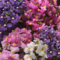 Nemesia Poetry – Perennial Mixed Color Flower Seeds