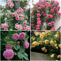 Climbing Pink Rose Rosa Fragrant Trellis Flower Seeds