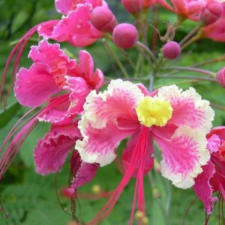 Caesalpinia Pulcherrima Pink Mexican Bird of Paradise Shrub Seeds