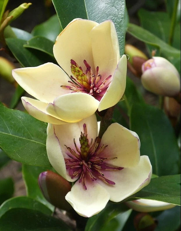 Magnolia Figo Fragrant Cold Hardy Shrub Flower Seeds