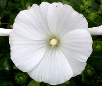 Rose Mallow Lavatera Trimestris – Mixed Color Garden Flower Seeds