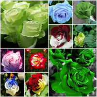 Mixed Multicolored Rose – Colorful, Mixed, Perennial, Garden Flower Se for Planting