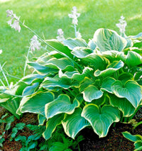 Ellerbroek Hosta – Hardy Perennial Garden Flower Seeds