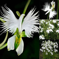 White Egret Orchid Habenaria Radiata – Colorful Perennial Flower Seeds