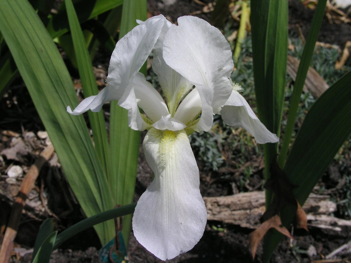 Bearded Iris White Two Rhizomes - Flower Seeds